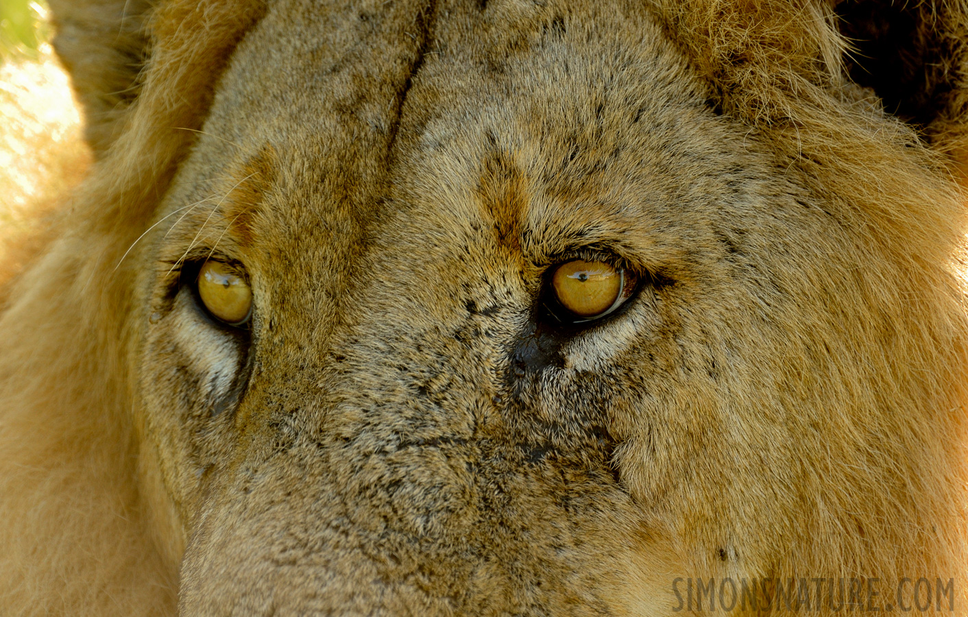 Panthera leo melanochaita [550 mm, 1/200 Sek. bei f / 8.0, ISO 1000]